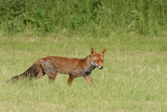 Vixen walking