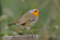 Robin