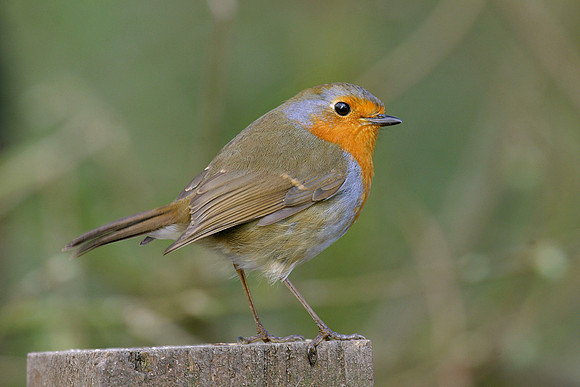 Robin