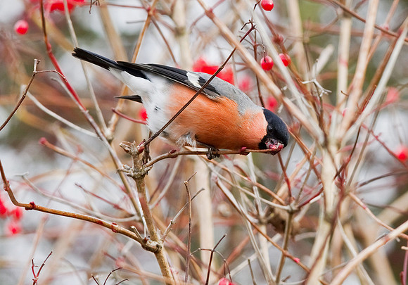 N_Bullfinch_male_-_Nov_17_2010-1352