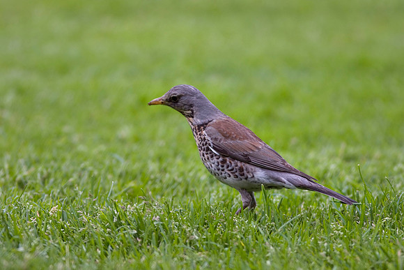 Fieldfare - Stockholm Sweden