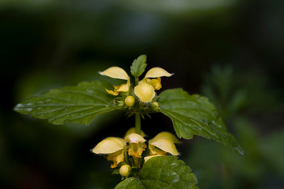 Yellow Archangel