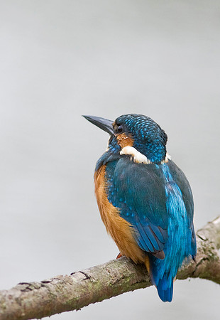 Kingfisher  male - local ponds