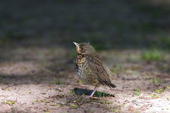 Fieldfare - juv - Oslo Norway