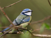 Blue tit