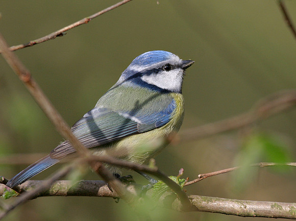 Blue tit