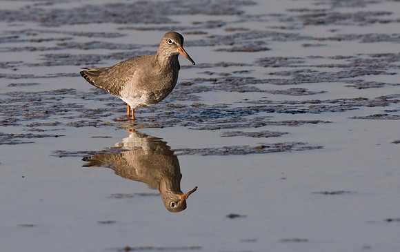 Redshank  local ponds.