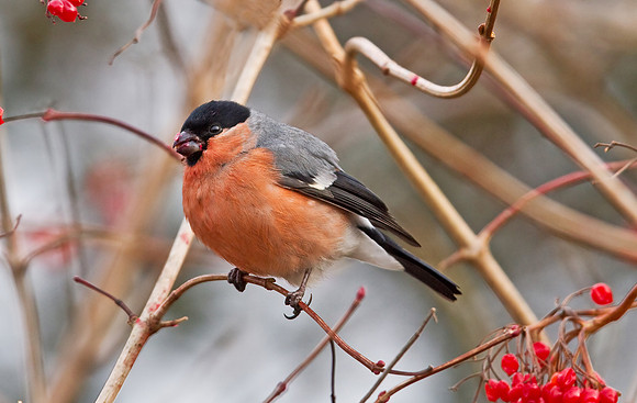 N_Bullfinch_male_-_Nov_17_2010-1369