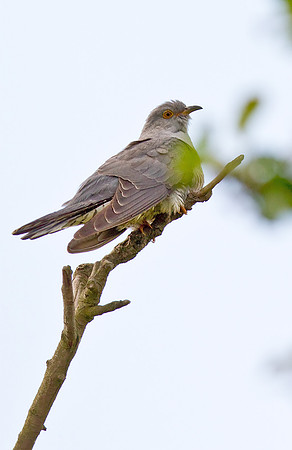 Cuckoo_-_May_27__2010-1231