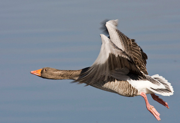 IMG_1450Greylag2 in flight  - March 31