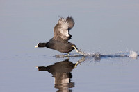 Coot taking off.