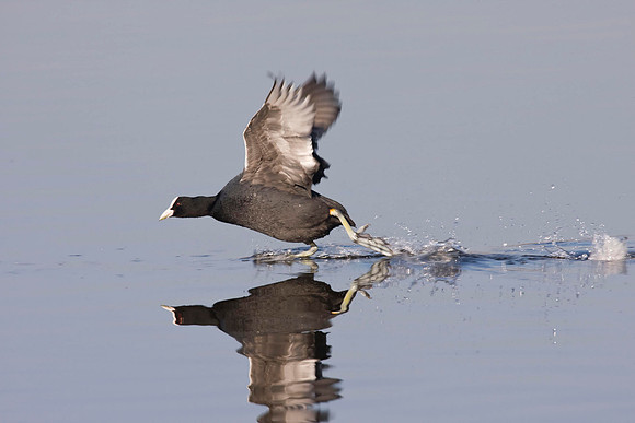 Coot taking off.
