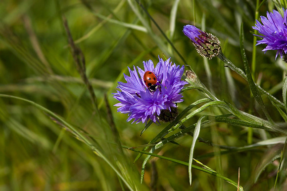 Cornflower with Ladybird