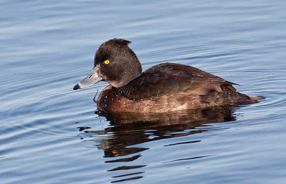 Tufted Duck  female  - Far Ings.