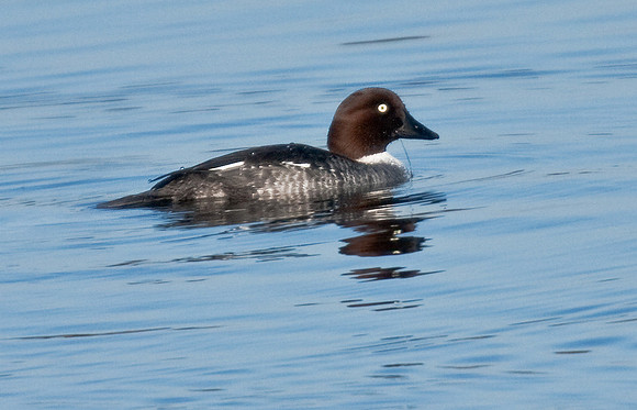 Golden - eye female  - Far Ings