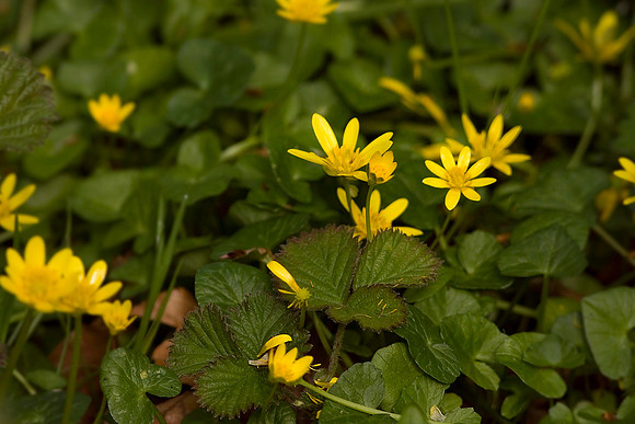 Lesser Celandine