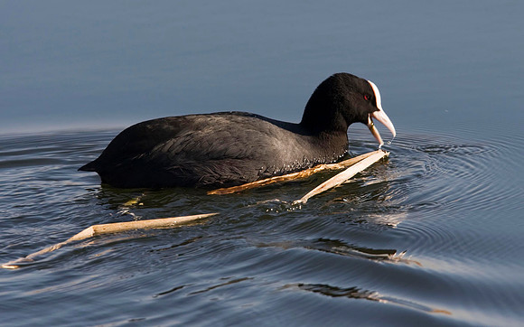 Coot.