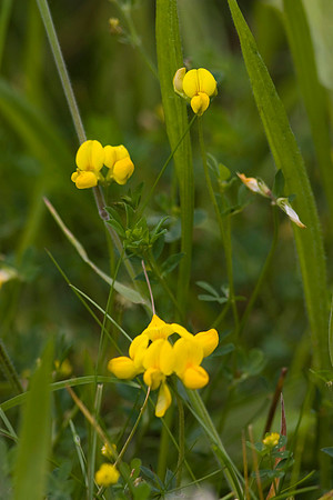 Meadow Vetching