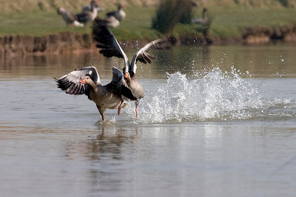 Greylag in flight2