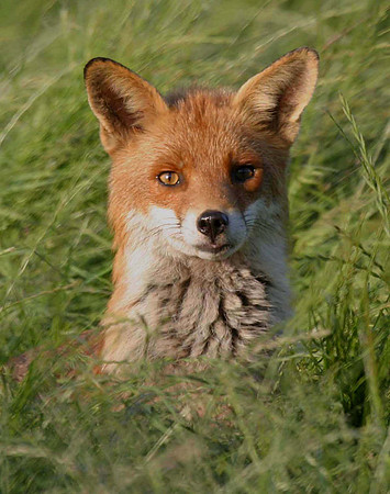 Vixen close up