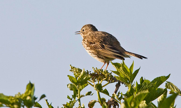 Meadow Pipit