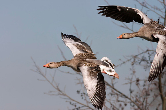 Greylag flying