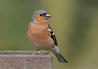 Chaffinch - Male