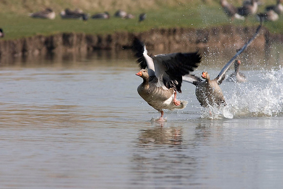 Greylag in flight