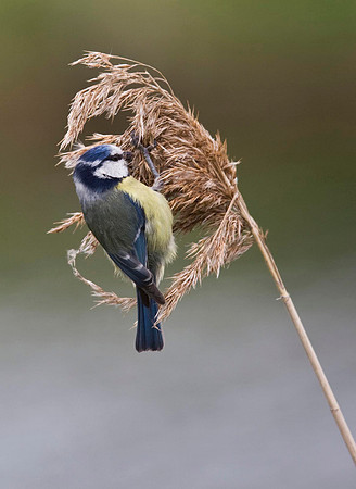 Blue tit feeding on reed