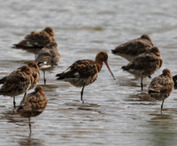 Bar Tailed Godwit