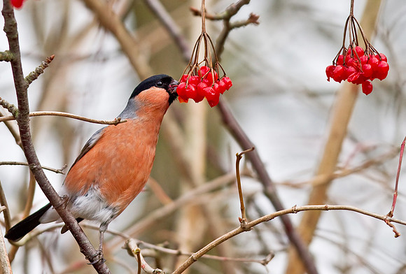 N_Bullfinch_male_-_Nov_17_2010-1288