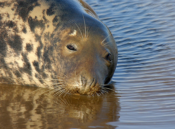 Seals at Donna Nook - Lincolnshire