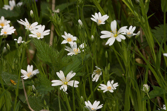 Greater Stitchwort