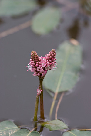 Amphibious Bistort - pond plant