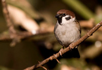 Tree Sparrow.