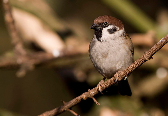 Tree Sparrow.