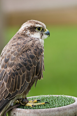 Saker Falcon