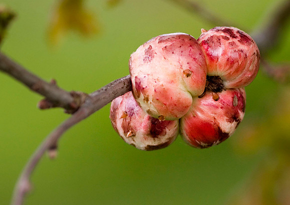 Oak Apple