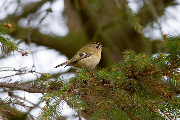 CRW_5885Goldcrest5 - April 12