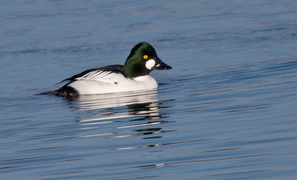 Golden - eye male - jan 21 2009