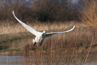 Swan taking off - Local ponds.