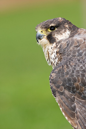 Peregrine Falcon