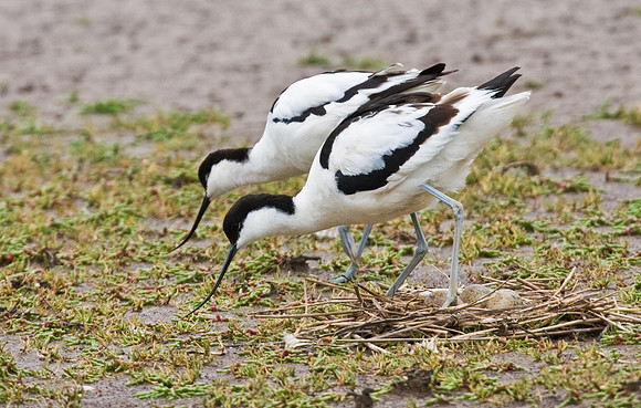 Avocet pair