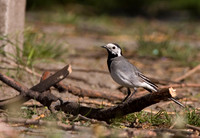 Wild Birds