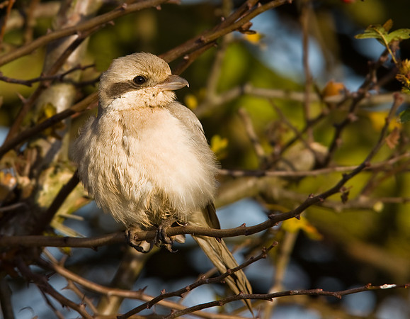 Steppe Great-grey Shrike - Lincolnshire Nov 2008