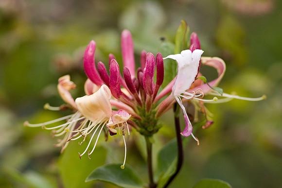 Wild Honeysuckle