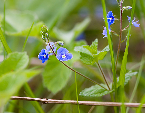Germander Speedwell