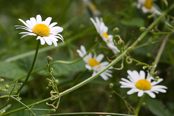 Scentless Mayweed