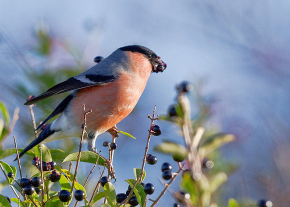 Northern Bullfinch   A16 Grimsby