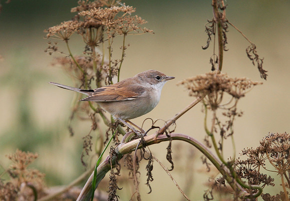 2P6A3295 White Throat - Walts